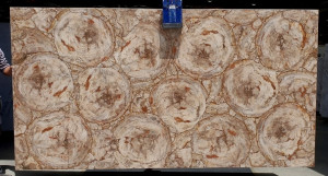 Precious Stone PETRIFIED WOOD Cremo Circular