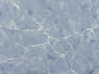 Quartz KOZO Blue Curacao